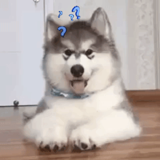 File:Cutest questioning dog.gif