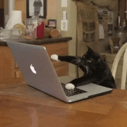 Adorable cute kitten tapping on Macbook.gif