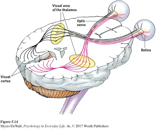 Writing:Mindful viewing - EndMyopia Wiki